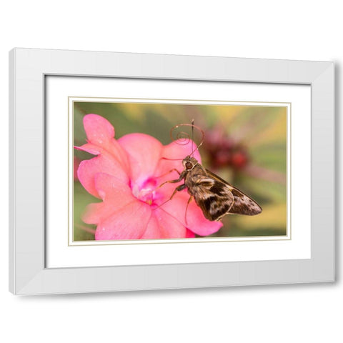 Brazil-Iguazu Falls National Park Skipper butterfly feeding on flower  White Modern Wood Framed Art Print with Double Matting by Jaynes Gallery