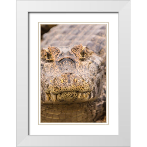 Brazil-Pantanal Jacare caiman reptile in water  White Modern Wood Framed Art Print with Double Matting by Jaynes Gallery