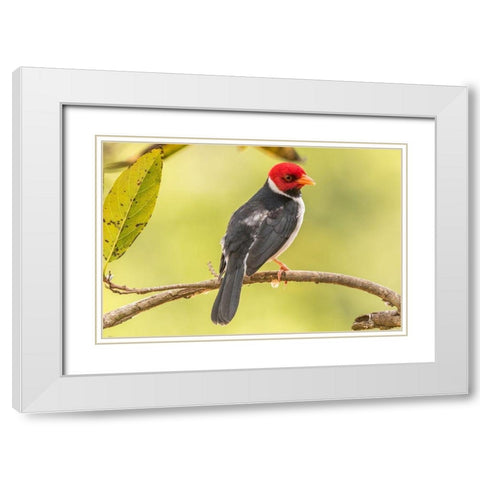 Brazil-Pantanal Yellow-billed cardinal on limb  White Modern Wood Framed Art Print with Double Matting by Jaynes Gallery