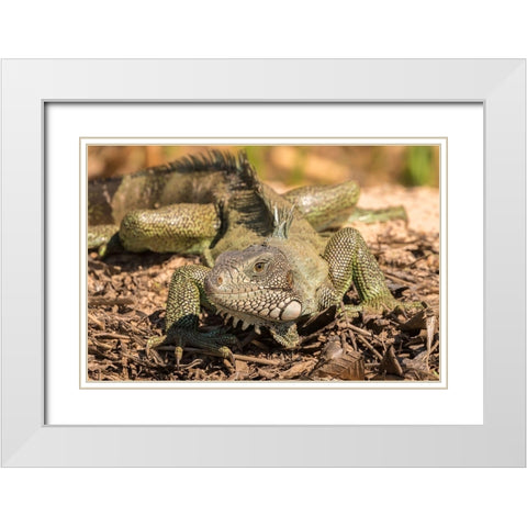 Brazil-Pantanal Green iguana  White Modern Wood Framed Art Print with Double Matting by Jaynes Gallery