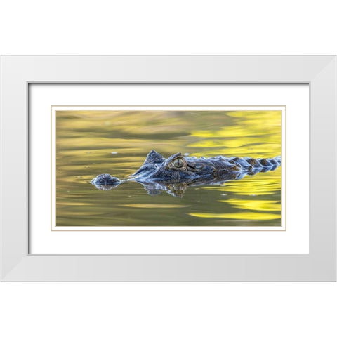 Brazil-Pantanal Jacare caiman reptile in water  White Modern Wood Framed Art Print with Double Matting by Jaynes Gallery