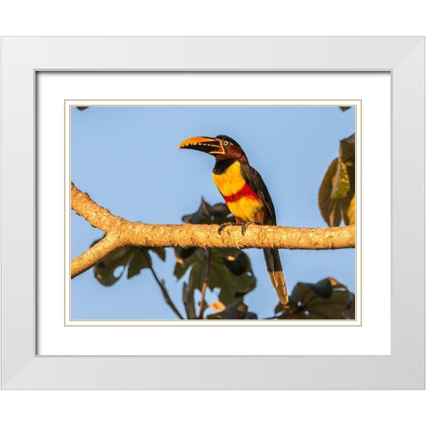 Brazil-Pantanal Chestnut-eared aracari bird  White Modern Wood Framed Art Print with Double Matting by Jaynes Gallery