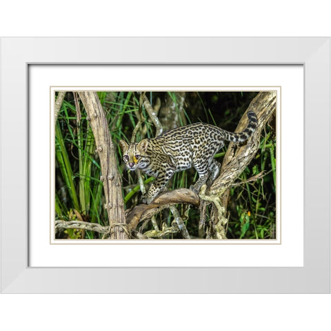 Brazil-Pantanal Ocelot on tree branch  White Modern Wood Framed Art Print with Double Matting by Jaynes Gallery