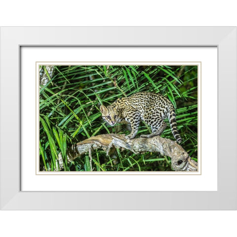 Brazil-Pantanal Ocelot on tree branch  White Modern Wood Framed Art Print with Double Matting by Jaynes Gallery
