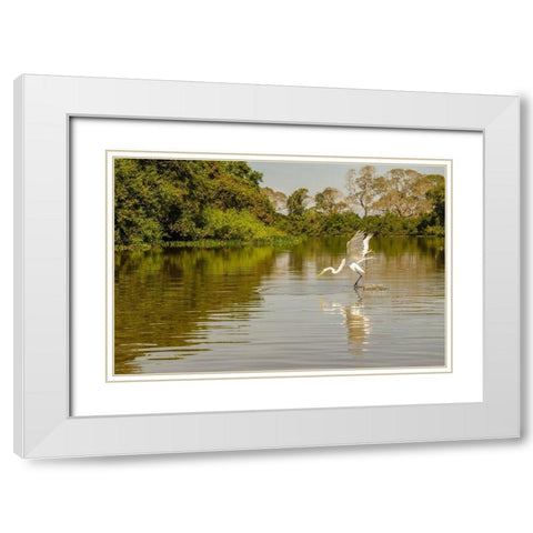 Brazil-Pantanal Great egret fishing  White Modern Wood Framed Art Print with Double Matting by Jaynes Gallery