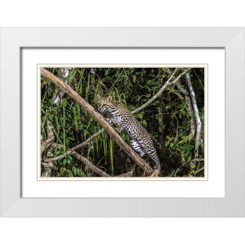 Brazil-Pantanal Ocelot on tree branch  White Modern Wood Framed Art Print with Double Matting by Jaynes Gallery