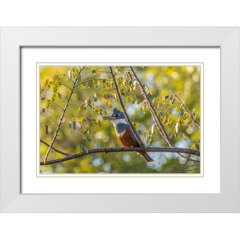 Brazil-Pantanal Close-up of ringed kingfisher  White Modern Wood Framed Art Print with Double Matting by Jaynes Gallery