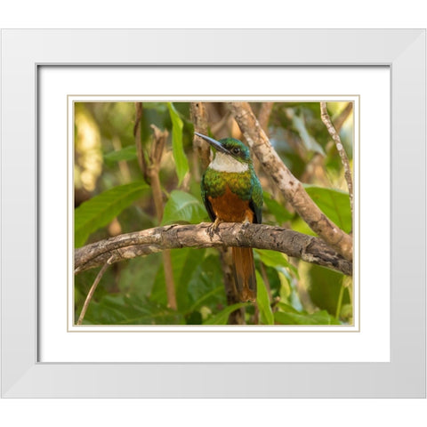 Brazil-Pantanal Rufous-tailed jacamar bird on limb  White Modern Wood Framed Art Print with Double Matting by Jaynes Gallery