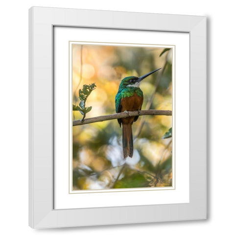 Brazil-Pantanal Rufous-tailed jacamar bird on limb  White Modern Wood Framed Art Print with Double Matting by Jaynes Gallery