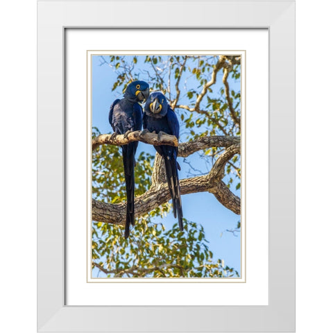 Brazil-Pantanal Hyacinth macaw pair in tree  White Modern Wood Framed Art Print with Double Matting by Jaynes Gallery