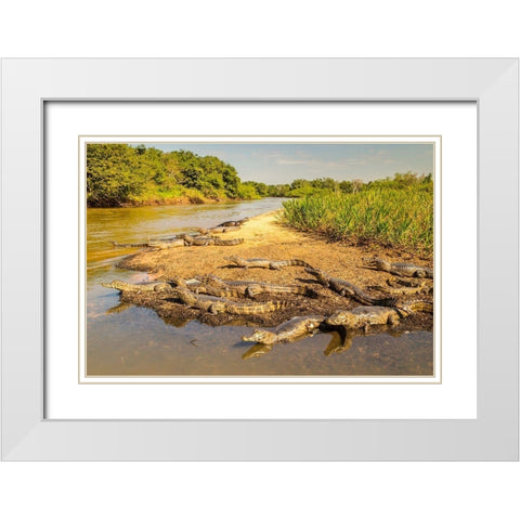 Brazil-Pantanal Group of jacare caiman reptiles and river  White Modern Wood Framed Art Print with Double Matting by Jaynes Gallery