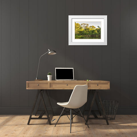 Brazil-Pantanal Cuiaba River landscape  White Modern Wood Framed Art Print with Double Matting by Jaynes Gallery