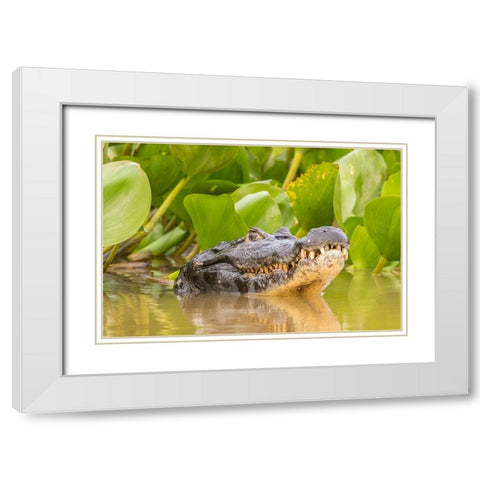 Brazil-Pantanal Jacare caiman reptile in water  White Modern Wood Framed Art Print with Double Matting by Jaynes Gallery