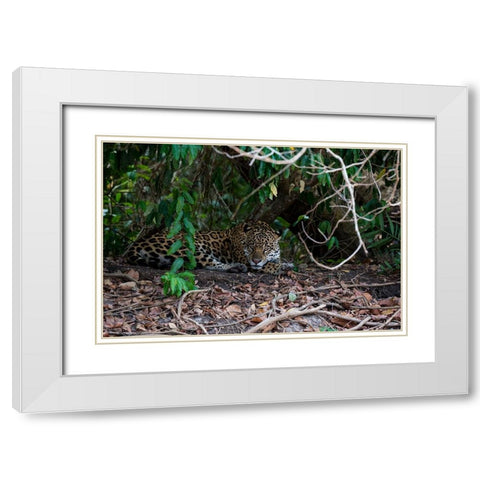Jaguar-Pantanal-Mato Grosso-Brazil White Modern Wood Framed Art Print with Double Matting by Pitamitz, Sergio