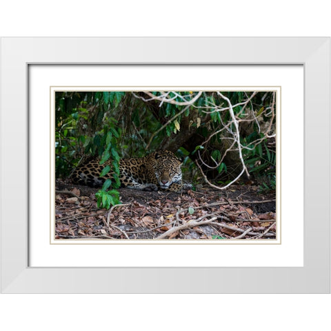 Jaguar-Pantanal-Mato Grosso-Brazil White Modern Wood Framed Art Print with Double Matting by Pitamitz, Sergio
