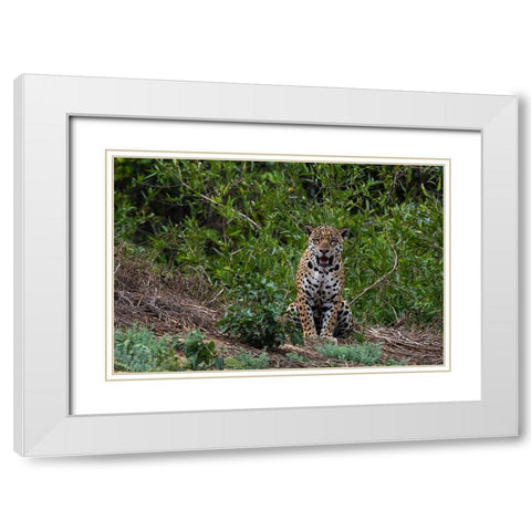 A jaguar-Panthera onca-standing White Modern Wood Framed Art Print with Double Matting by Pitamitz, Sergio