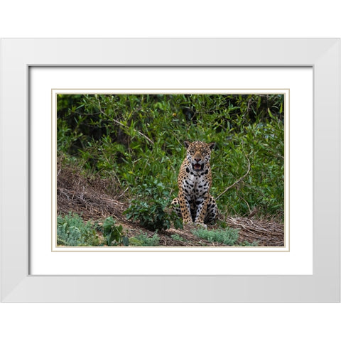A jaguar-Panthera onca-standing White Modern Wood Framed Art Print with Double Matting by Pitamitz, Sergio