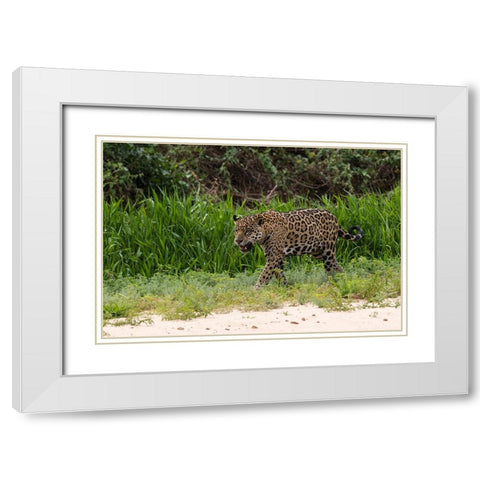 Jaguar-Pantanal-Mato Grosso-Brazil White Modern Wood Framed Art Print with Double Matting by Pitamitz, Sergio
