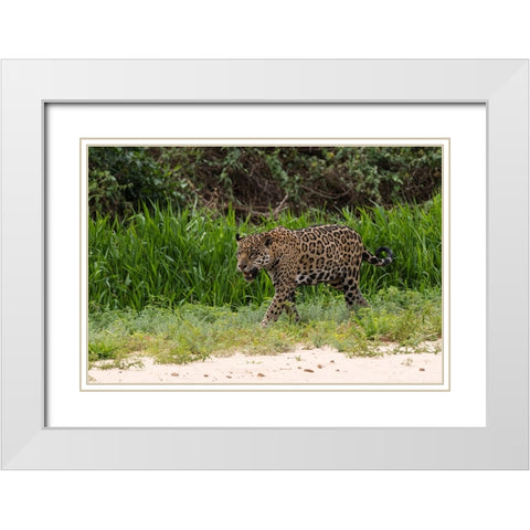 Jaguar-Pantanal-Mato Grosso-Brazil White Modern Wood Framed Art Print with Double Matting by Pitamitz, Sergio