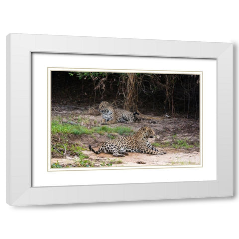A pair of mating jaguars-Panthera onca-resting on the beach White Modern Wood Framed Art Print with Double Matting by Pitamitz, Sergio