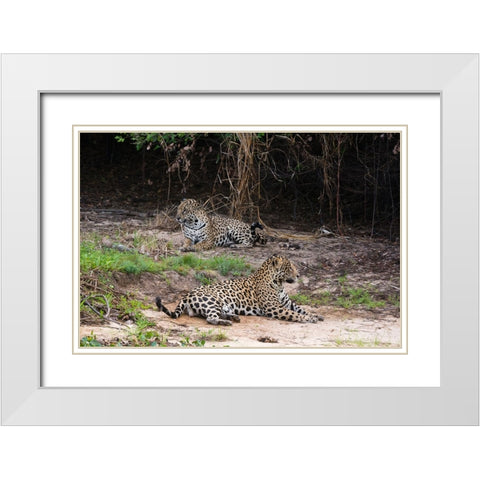A pair of mating jaguars-Panthera onca-resting on the beach White Modern Wood Framed Art Print with Double Matting by Pitamitz, Sergio