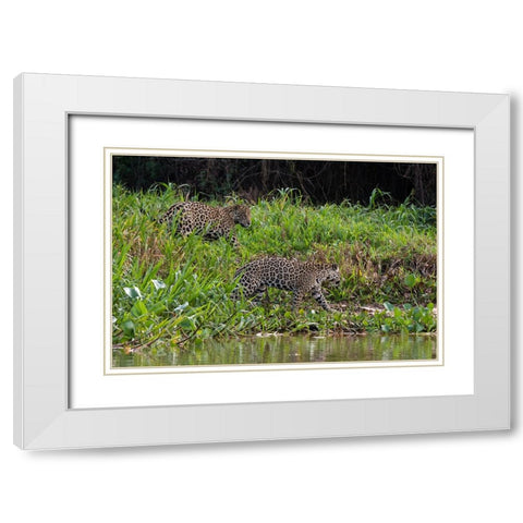 Jaguar-Pantanal-Mato Grosso-Brazil White Modern Wood Framed Art Print with Double Matting by Pitamitz, Sergio