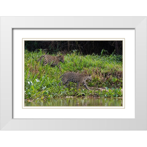 Jaguar-Pantanal-Mato Grosso-Brazil White Modern Wood Framed Art Print with Double Matting by Pitamitz, Sergio