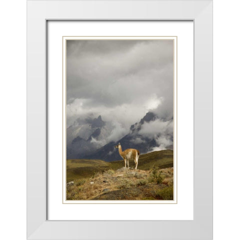 Chile, Torres del Paine NP A spotlighted Guanaco White Modern Wood Framed Art Print with Double Matting by Grall, Don