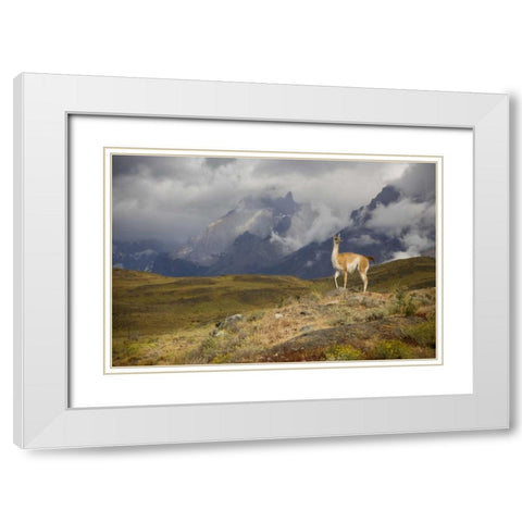 Chile, Torres del Paine NP A spotlighted Guanaco White Modern Wood Framed Art Print with Double Matting by Grall, Don