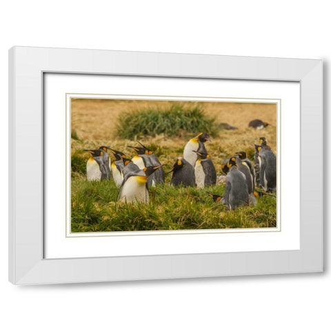 Chile, Tierra del Fuego King penguin colony White Modern Wood Framed Art Print with Double Matting by Illg, Cathy and Gordon