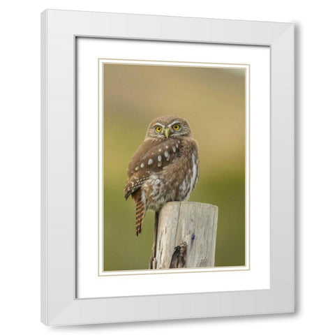 Chile, Torres del Paine NP Austral pygmy owl White Modern Wood Framed Art Print with Double Matting by Illg, Cathy and Gordon