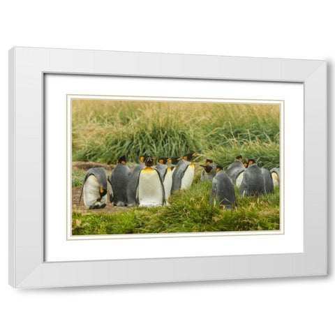 Chile, Tierra del Fuego King penguin colony White Modern Wood Framed Art Print with Double Matting by Illg, Cathy and Gordon