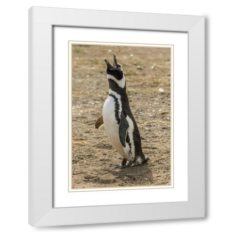 Chile, Isla Magdalena Magellanic penguin White Modern Wood Framed Art Print with Double Matting by Illg, Cathy and Gordon