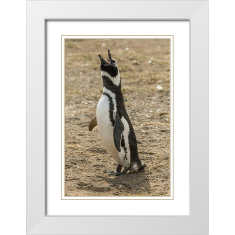 Chile, Isla Magdalena Magellanic penguin White Modern Wood Framed Art Print with Double Matting by Illg, Cathy and Gordon