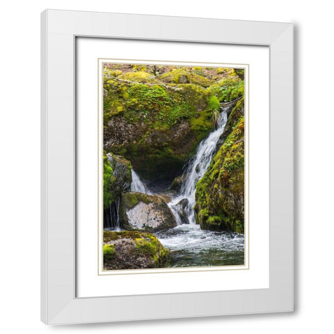 Within Parc Nacional Torres del Paine-there is a tropical rainforest  White Modern Wood Framed Art Print with Double Matting by Ostrowitz, Mallorie