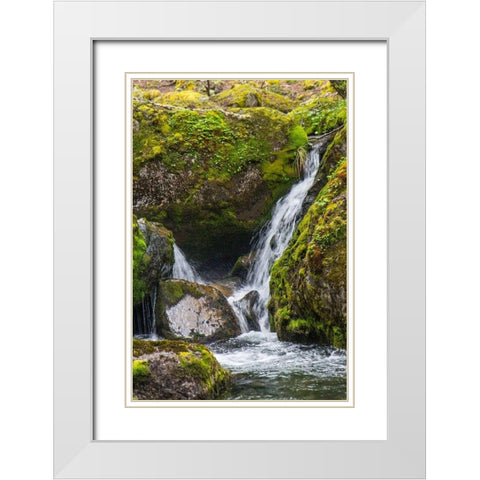 Within Parc Nacional Torres del Paine-there is a tropical rainforest  White Modern Wood Framed Art Print with Double Matting by Ostrowitz, Mallorie