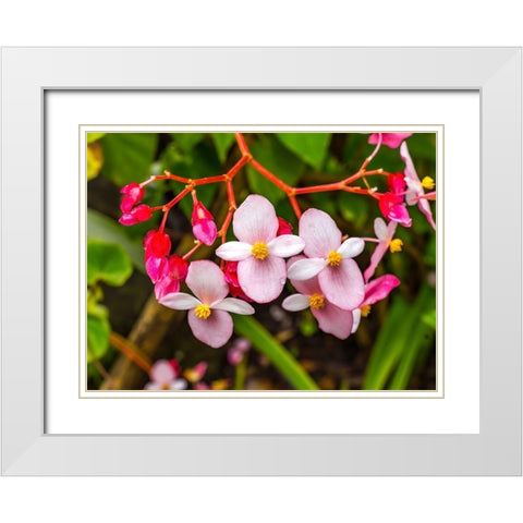 Pink flowering Begonia-Easter Island-Chile White Modern Wood Framed Art Print with Double Matting by Perry, William