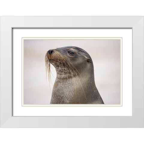 Galapagos sea lion-San Cristobal Island-Galapagos Islands-Ecuador White Modern Wood Framed Art Print with Double Matting by Jones, Adam