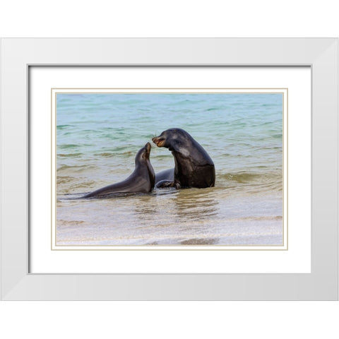 Male and female Galapagos sea lions-San Cristobal Island-Galapagos Islands-Ecuador White Modern Wood Framed Art Print with Double Matting by Jones, Adam