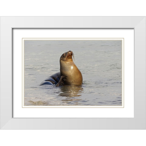 Galapagos sea lion-San Cristobal Island-Galapagos Islands-Ecuador White Modern Wood Framed Art Print with Double Matting by Jones, Adam