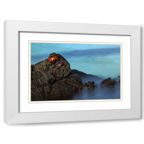 Sally lightfoot crab San Cristobal Island-Galapagos Islands-Ecuador White Modern Wood Framed Art Print with Double Matting by Jones, Adam