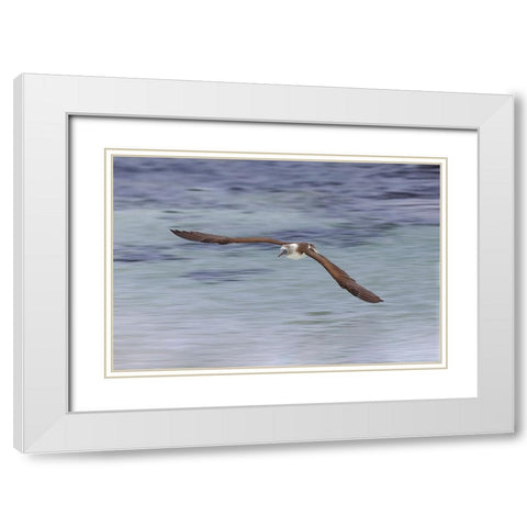 Blue-footed booby diving for fish-San Cristobal Island-Galapagos Islands-Ecuador White Modern Wood Framed Art Print with Double Matting by Jones, Adam