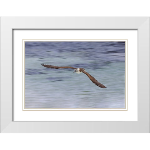 Blue-footed booby diving for fish-San Cristobal Island-Galapagos Islands-Ecuador White Modern Wood Framed Art Print with Double Matting by Jones, Adam