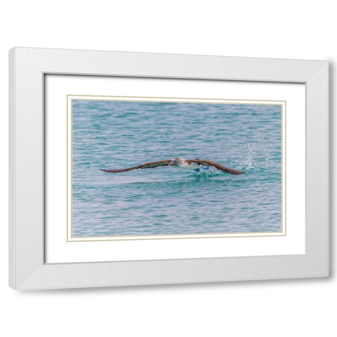 Blue-footed booby diving for fish-San Cristobal Island-Galapagos Islands-Ecuador White Modern Wood Framed Art Print with Double Matting by Jones, Adam