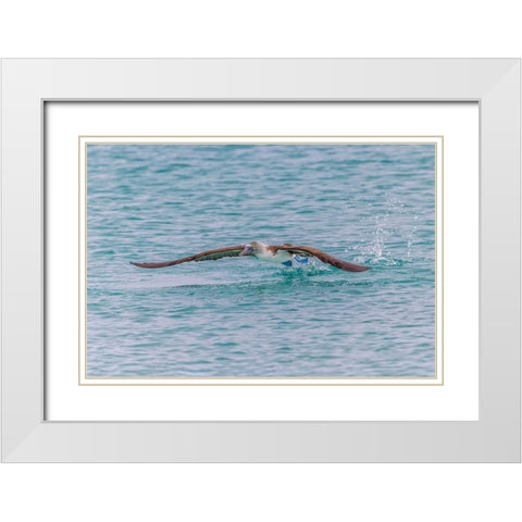 Blue-footed booby diving for fish-San Cristobal Island-Galapagos Islands-Ecuador White Modern Wood Framed Art Print with Double Matting by Jones, Adam