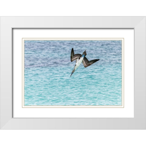 Blue-footed booby diving for fish-San Cristobal Island-Galapagos Islands-Ecuador White Modern Wood Framed Art Print with Double Matting by Jones, Adam