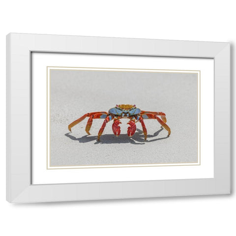 Sally lightfoot crab on white sandy beach San Cristobal Island-Galapagos Islands-Ecuador White Modern Wood Framed Art Print with Double Matting by Jones, Adam