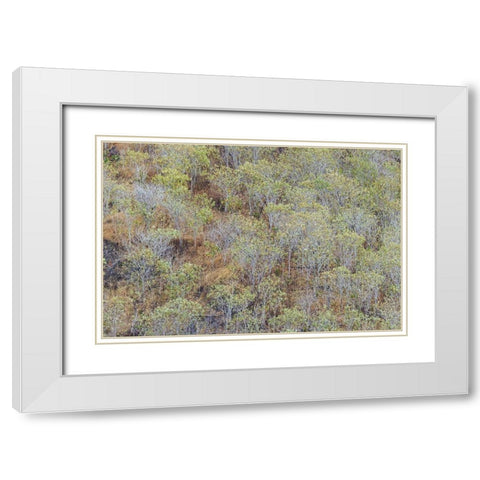 Hillside of palo Santo trees San Cristobal Island-Galapagos Islands-Ecuador White Modern Wood Framed Art Print with Double Matting by Jones, Adam
