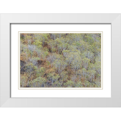 Hillside of palo Santo trees San Cristobal Island-Galapagos Islands-Ecuador White Modern Wood Framed Art Print with Double Matting by Jones, Adam