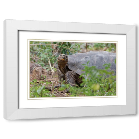 San Cristobal giant tortoise-San Cristobal Island-Galapagos Islands-Ecuador White Modern Wood Framed Art Print with Double Matting by Jones, Adam
